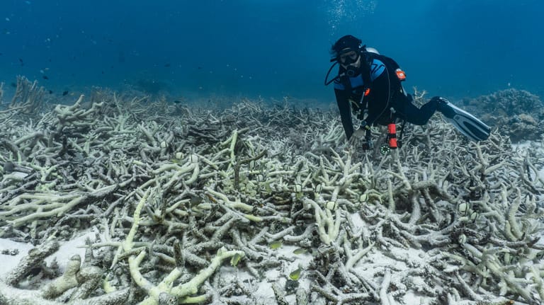 Taucher am Great Barrier Reef: Der Großteil der Korallen könnte nicht mehr zu retten sein (Archivbild).