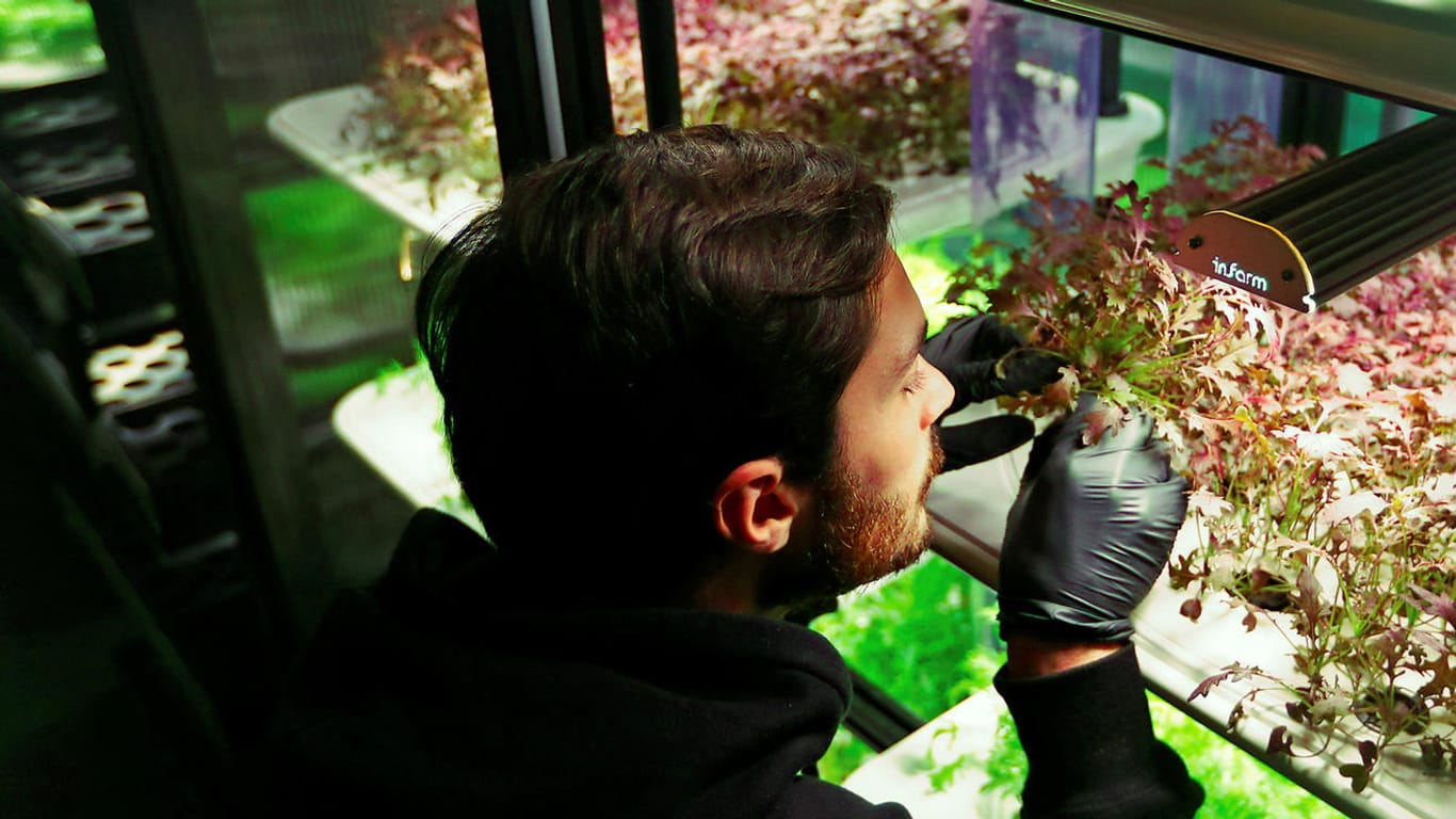 Ein Mitarbeiter des deutschen Start-ups Infarm überprüft ein Salatbeet: Mit dem Gemüse, das direkt im Supermarkt oder im Restaurant wächst, soll CO2 beim Transport eingespart werden.