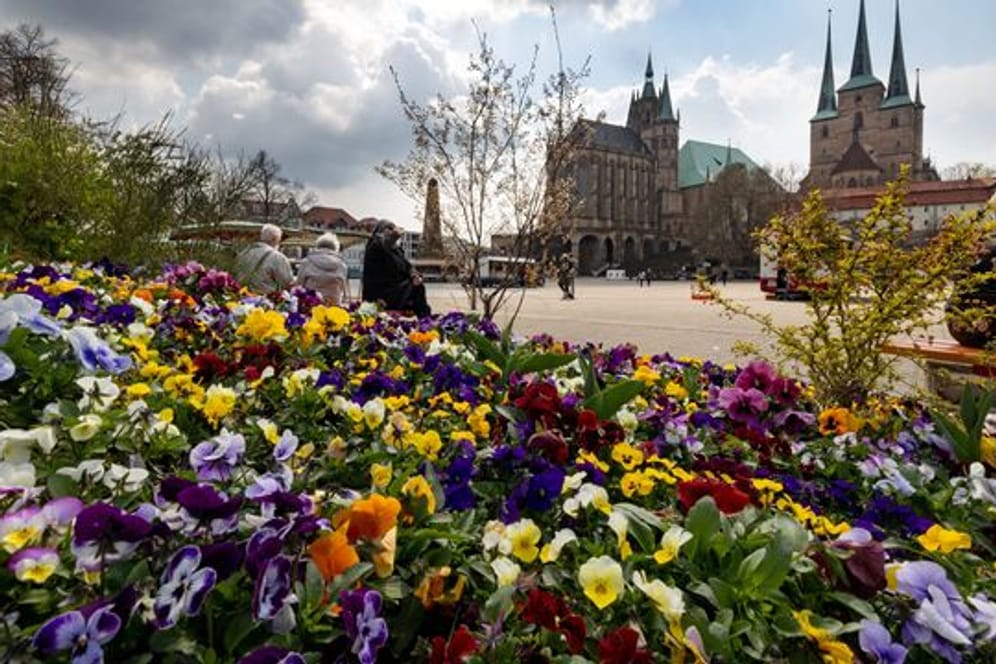 Stiefmütterchen blühen auf einer bepflanzten Insel am Domplatz: Am Freitag wurde die Buga in Erfurt eröffnet.