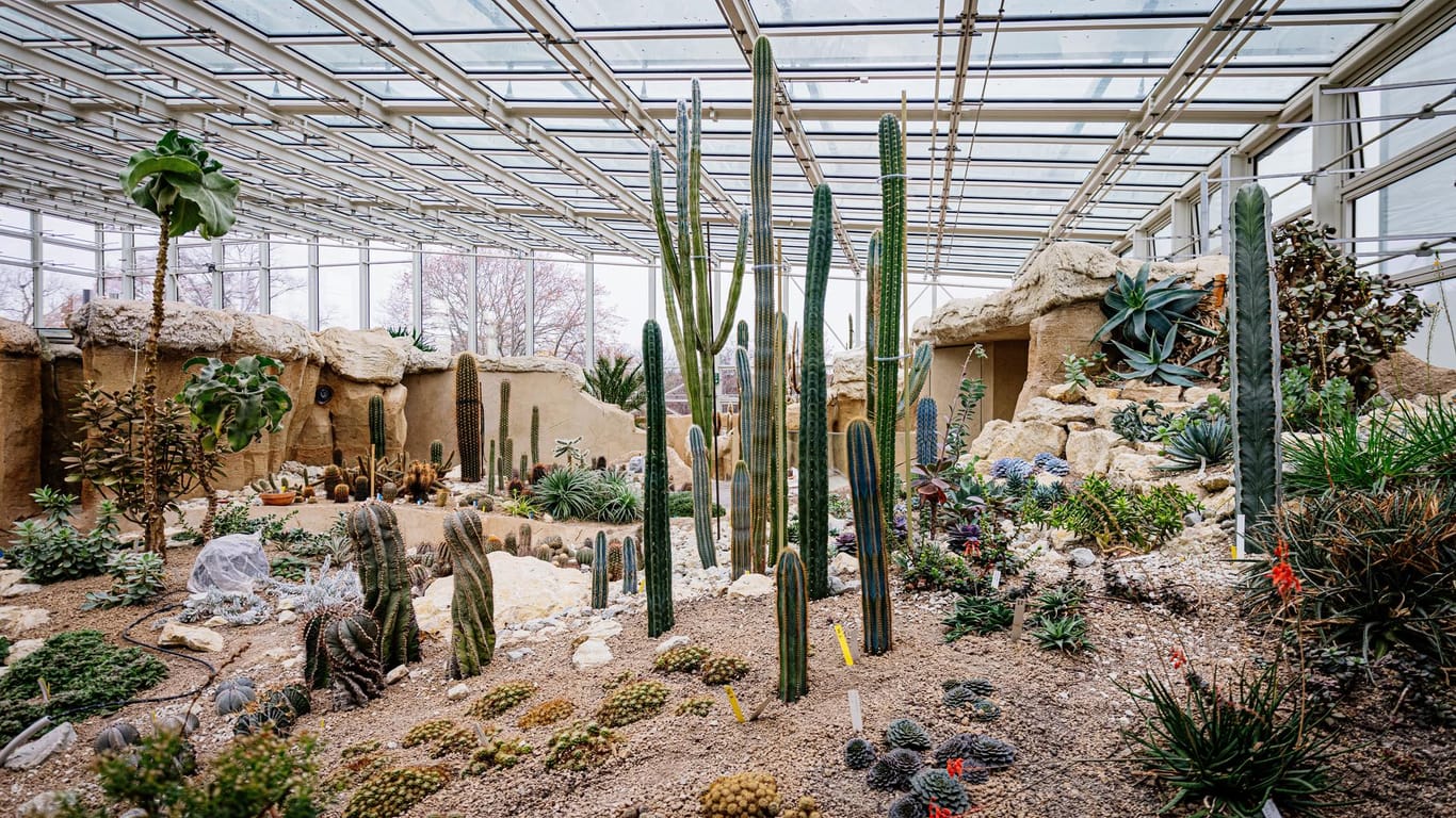 Im neuen Pflanzenschauhaus Danakil in Erfurt gibt es zwei Klimabereiche – eine karge Wüste und einen tropischen Urwald: Das Wüstenhaus muss wegen Corona vorerst geschlossen bleiben.