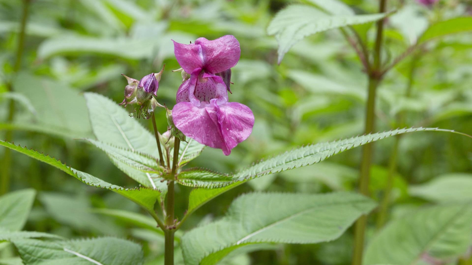 Drüsiges Springkraut (Impatiens glandulifera): Es gehört zu den sogenannten Neophyten.