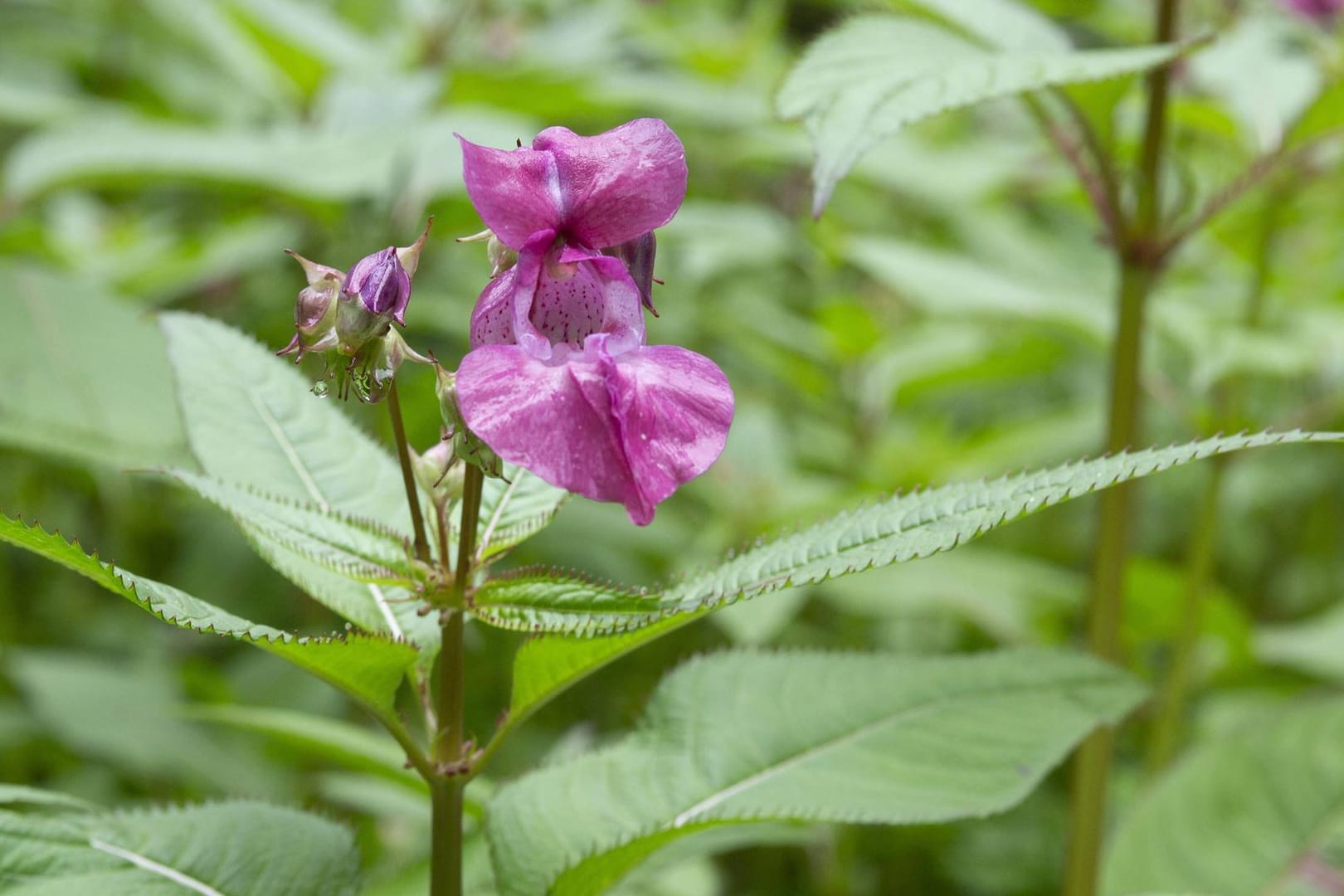 Drüsiges Springkraut (Impatiens glandulifera): Es gehört zu den sogenannten Neophyten.