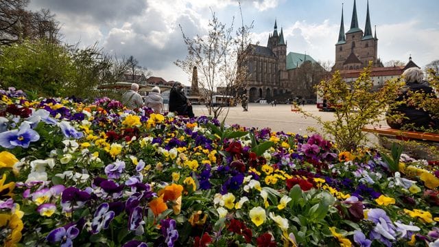 Stiefmütterchen blühen auf einer bepflanzten Insel an Erfurts Domplatz. Stiefmütterchen blühen auf einer bepflanzten Insel an Erfurts Domplatz.