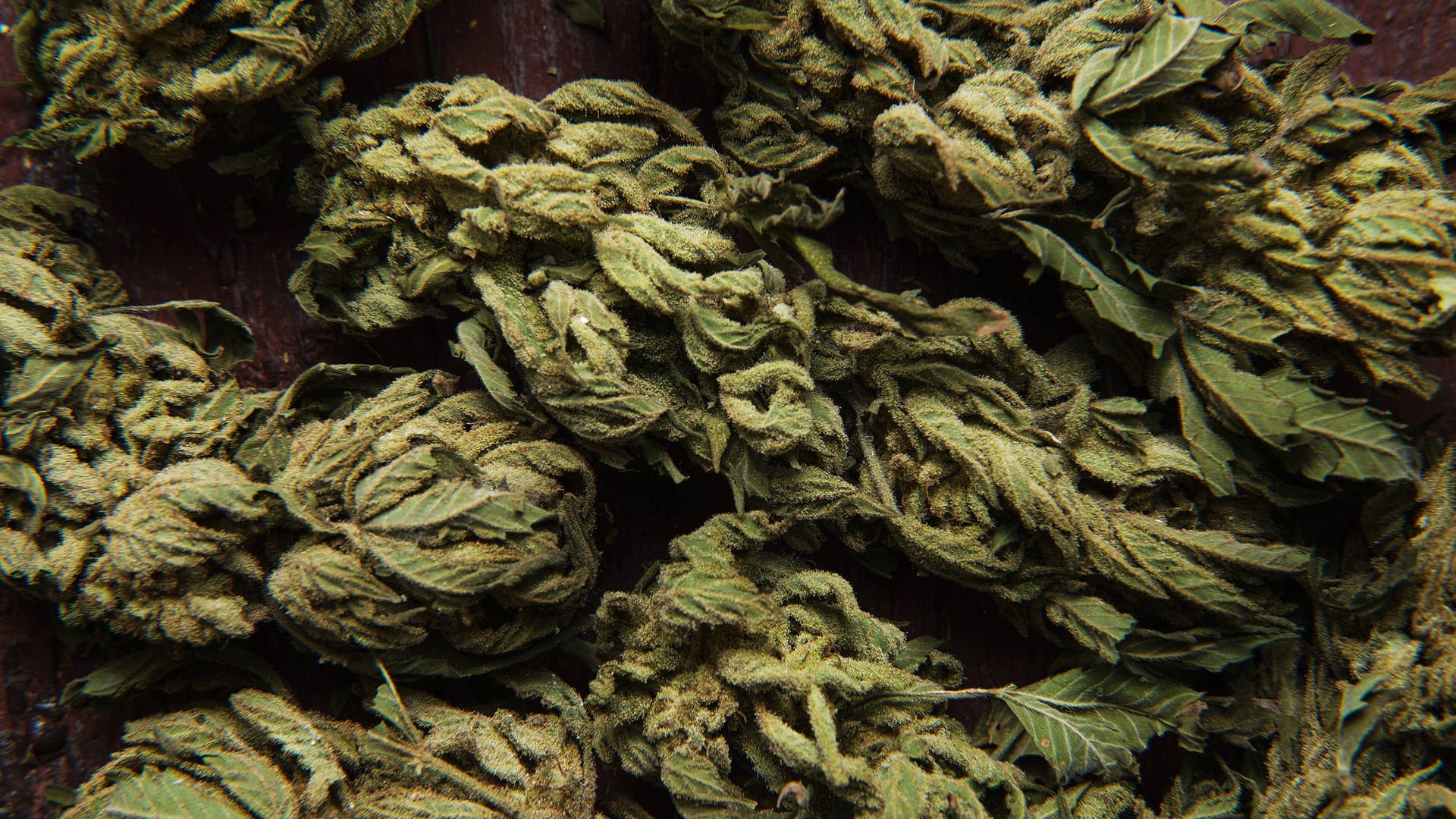 Getrocknetes Cannabis (Symbolbild): Die Polizei hat etwa ein Kilogramm Drogen beschlagnahmt. Getrocknetes Cannabis (Symbolbild): Die Polizei hat etwa ein Kilogramm Drogen beschlagnahmt.