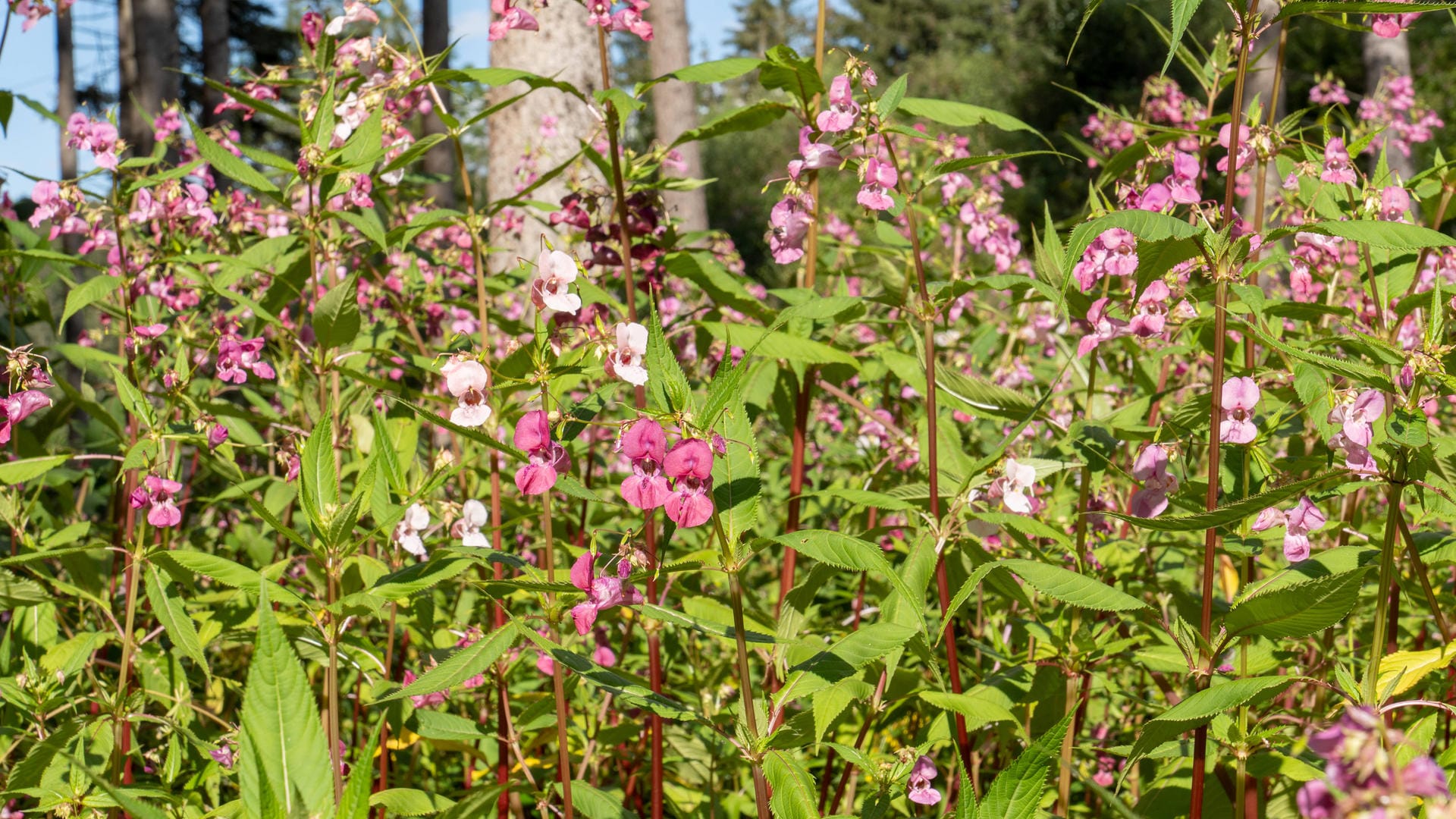 Drüsiges Springkraut (Impatiens glandulifera): Es breitet sich auch in Wäldern aus.