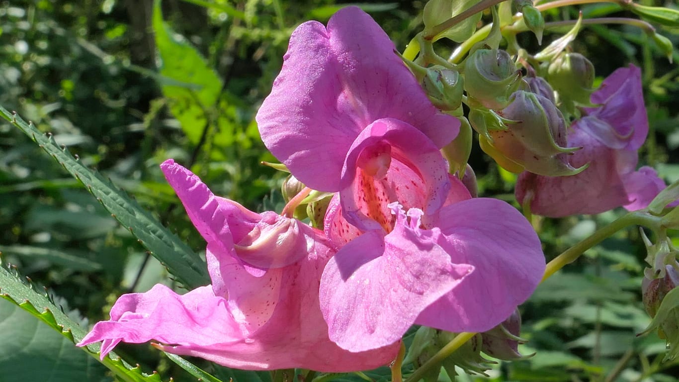 Drüsiges Springkraut (Impatiens glandulifera): Seine Blüten erinnern an Orchideen.