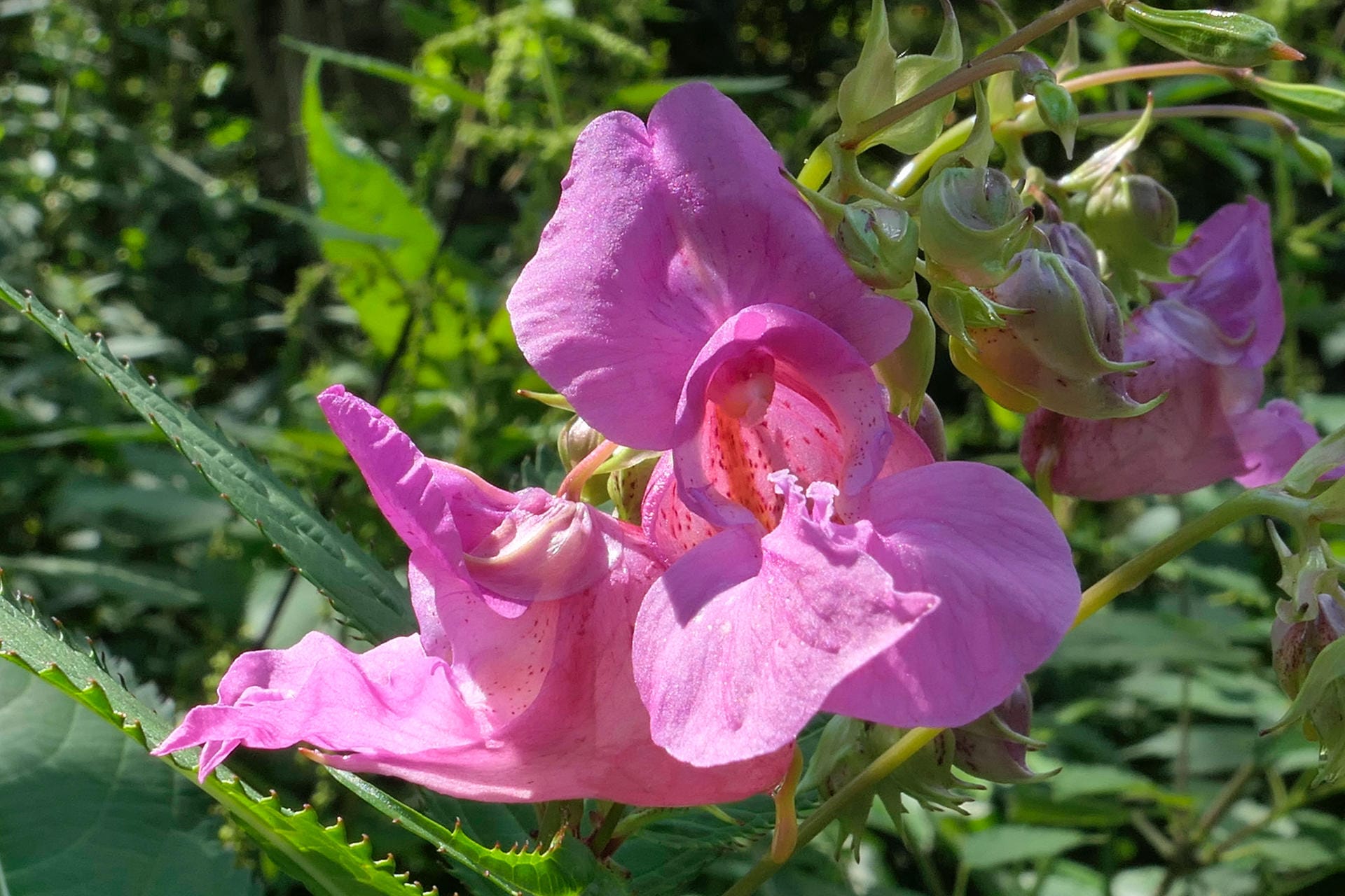 Drüsiges Springkraut (Impatiens glandulifera): Seine Blüten erinnern an Orchideen.