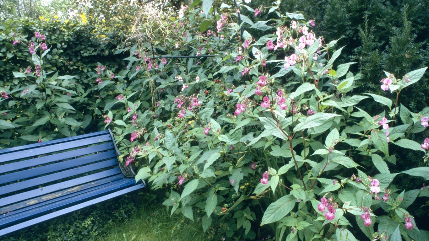 Drüsiges Springkraut (Impatiens glandulifera): Im Garten kann sich die Pflanze rasch ausbreiten.
