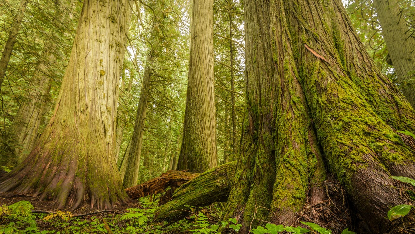 Damit es weiter grünt: Experten fordern einen artenreicheren Wald.