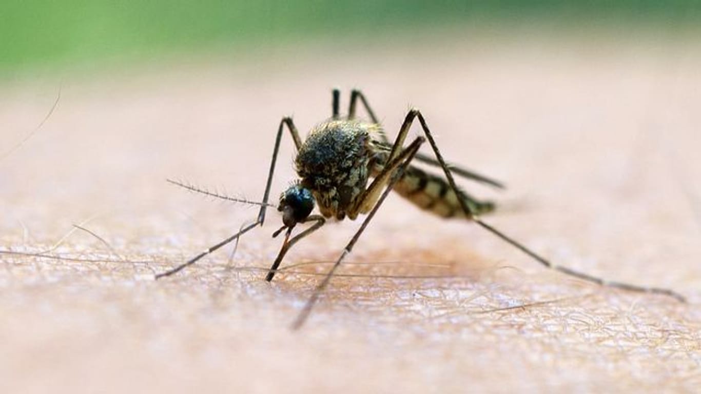 Stechmücke: Die von Mücken übertragene Malaria ist eine der Hauptursachen für die hohe Kindersterblichkeit in Afrika.