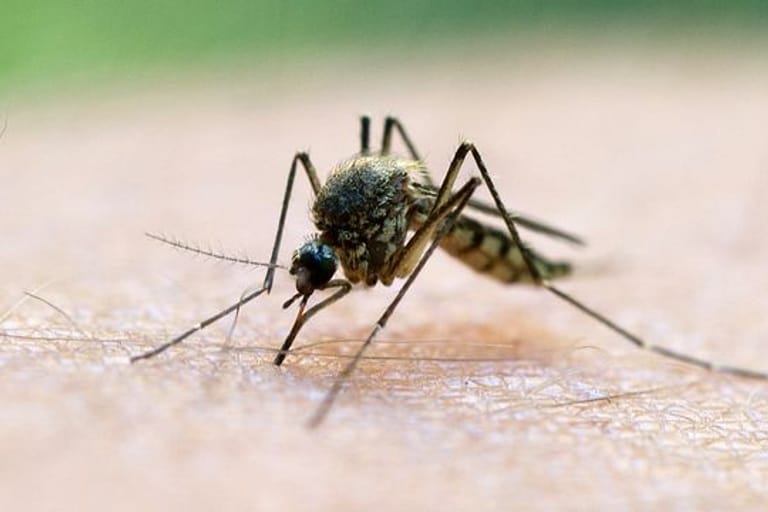 Stechmücke: Die von Mücken übertragene Malaria ist eine der Hauptursachen für die hohe Kindersterblichkeit in Afrika.