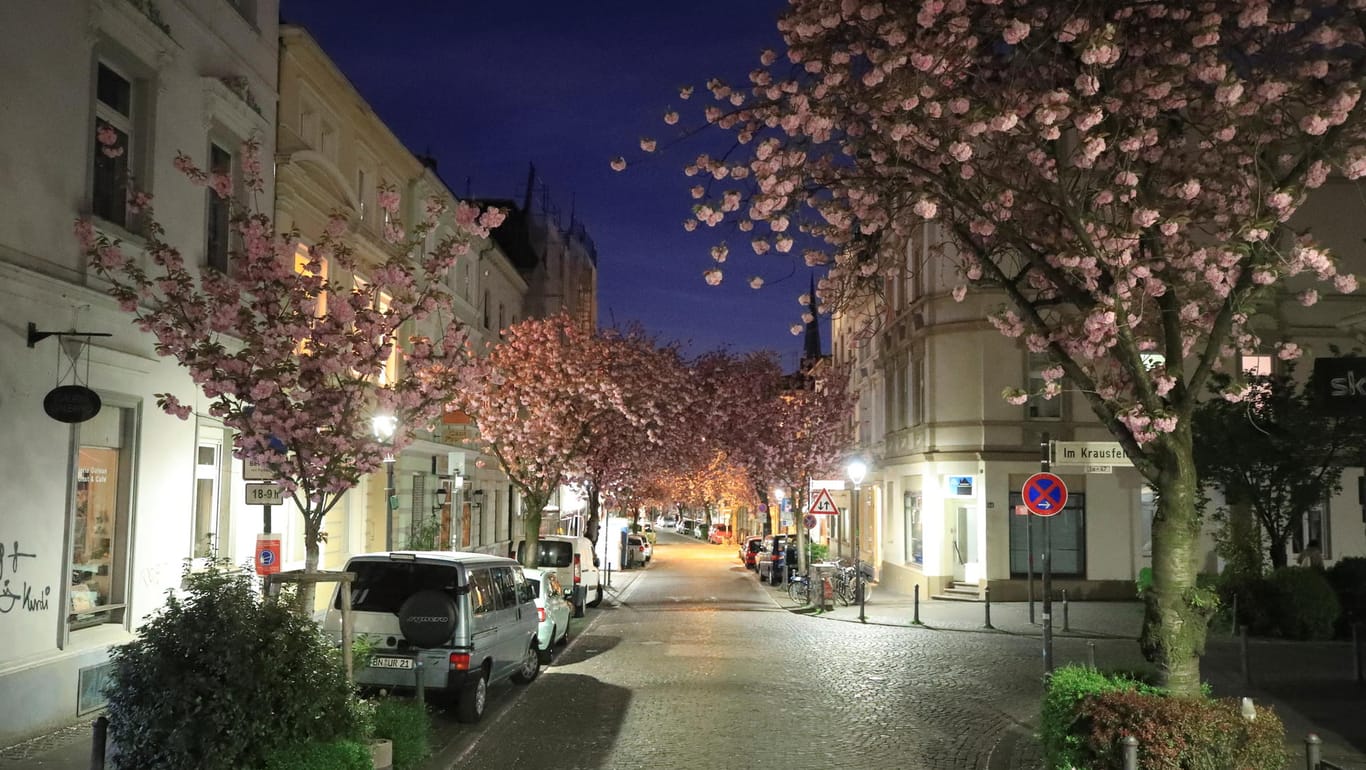 In der Bonner Heerstraße blühen die Kirschbäume: Während der Ausgangssperre ist es auch an diesem beliebten Fotomotiv ruhig geworden.