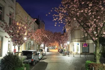 In der Bonner Heerstraße blühen die Kirschbäume: Während der Ausgangssperre ist es auch an diesem beliebten Fotomotiv ruhig geworden.