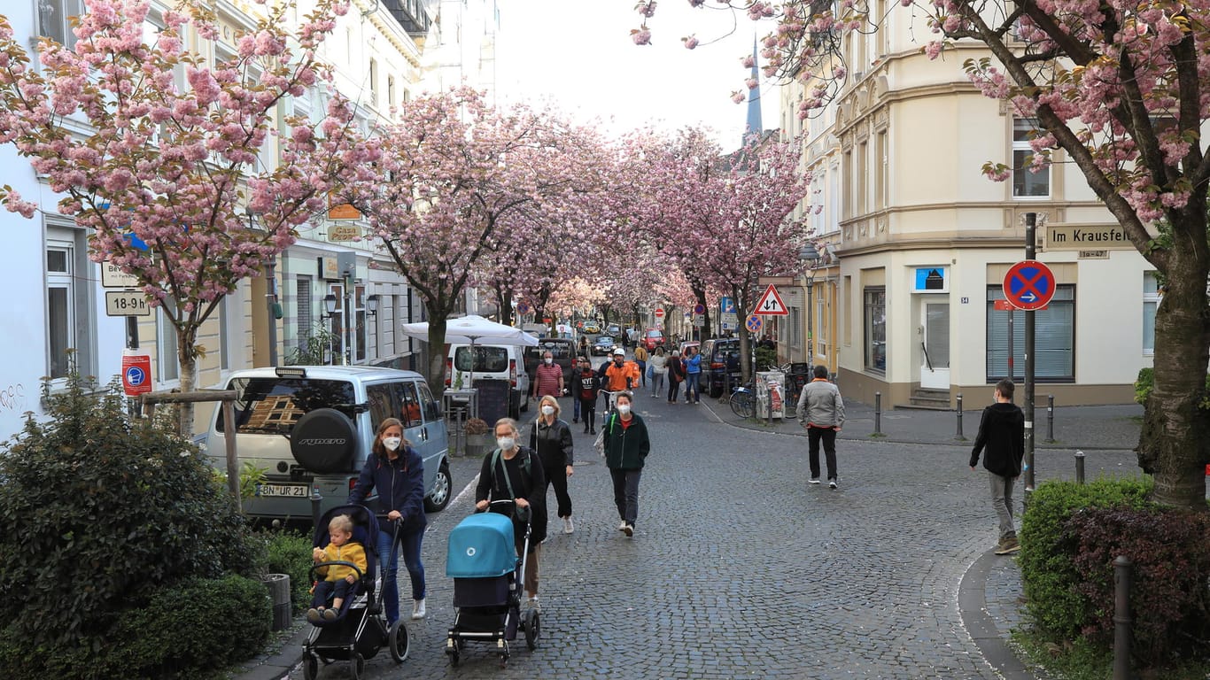Die Heerstraße in Bonn: Die Kirschblüten ziehen viele Besucher an – tagsüber.