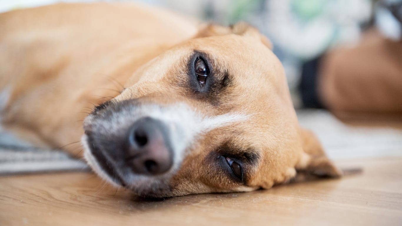 Allergie bei Hunden: In extrem heftigen Fällen bleibt nur der Gang in die Tierarztpraxis.