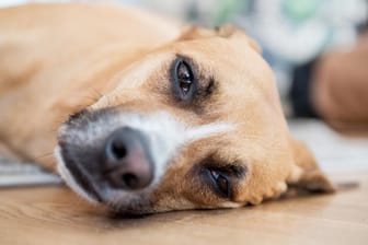 Allergie bei Hunden: In extrem heftigen Fällen bleibt nur der Gang in die Tierarztpraxis.