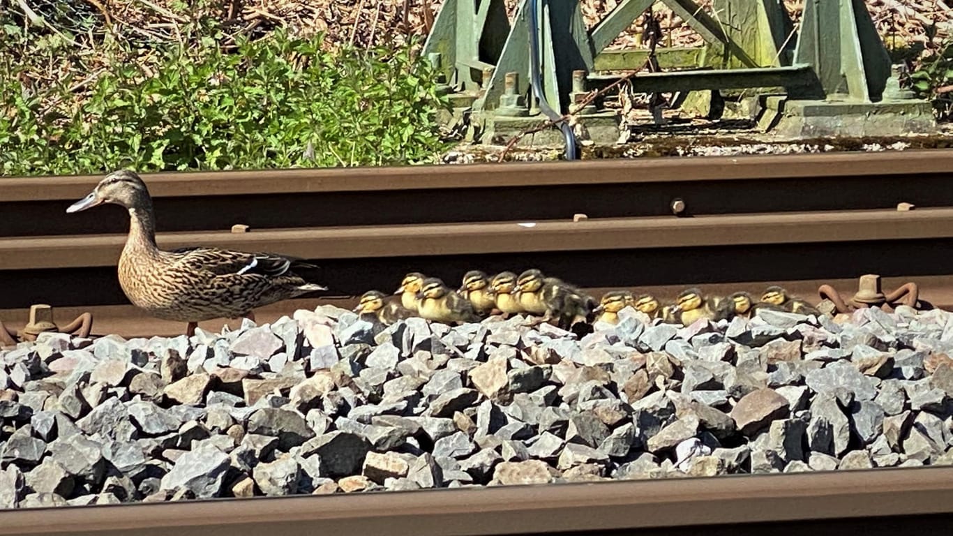 Eine Entenfamilie im Gleisbett: Um sie zu retten, wurde der Bahnverkehr kurzzeitig gesperrt.
