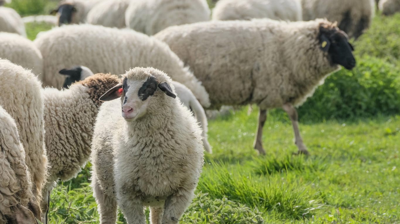 Schafe aus einer Herde grasen auf einer Weide (Symbolbild): Am Münchner Flughafen hat eine solche Herde die Polizei alarmiert.