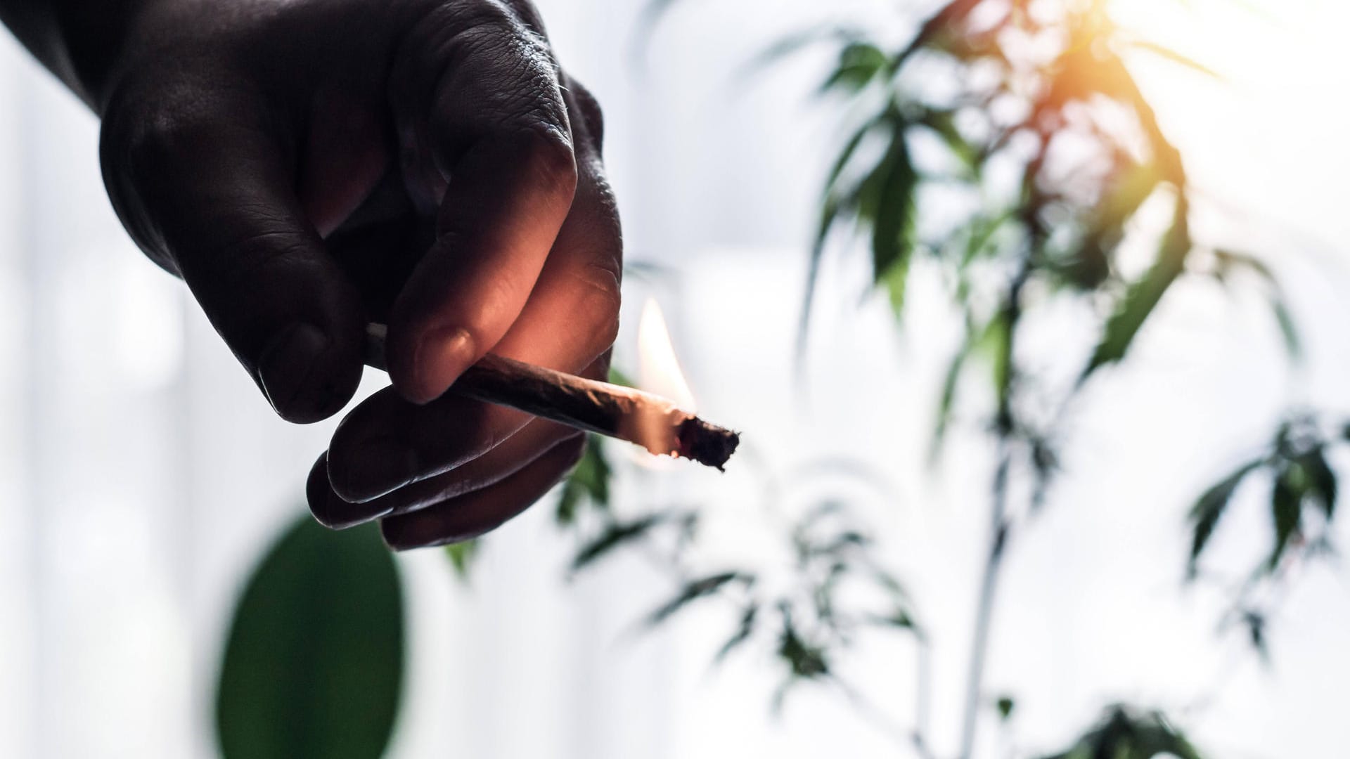 Ein Mann hält einen Joint in der Hand (Symbolbild): Bei Ermittlungen gegen einen mutmaßlichen Einbrecher zündete sich dieser vor den Polizisten einen Joint an.