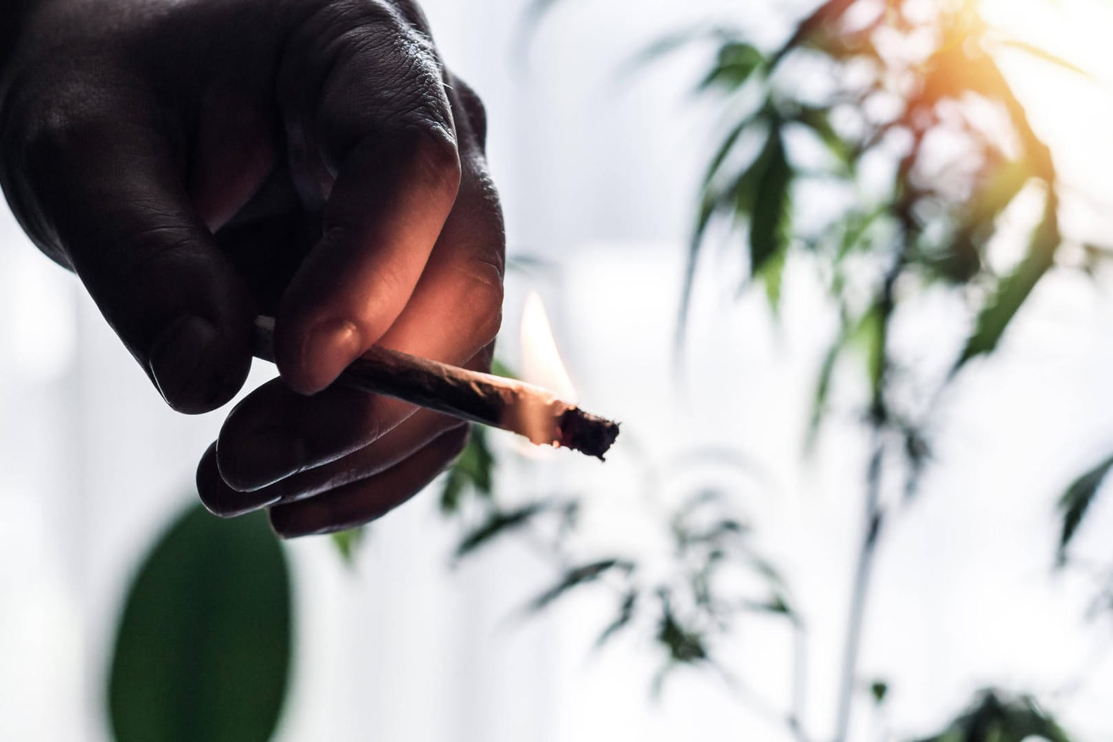 Ein Mann hält einen Joint in der Hand (Symbolbild): Bei Ermittlungen gegen einen mutmaßlichen Einbrecher zündete sich dieser vor den Polizisten einen Joint an.