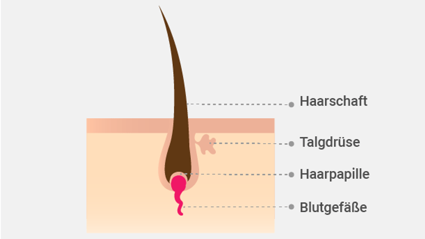 Ein Haar: Aus der Talgdrüse gelangt regelmäßig Talg in den Haarfollikel.