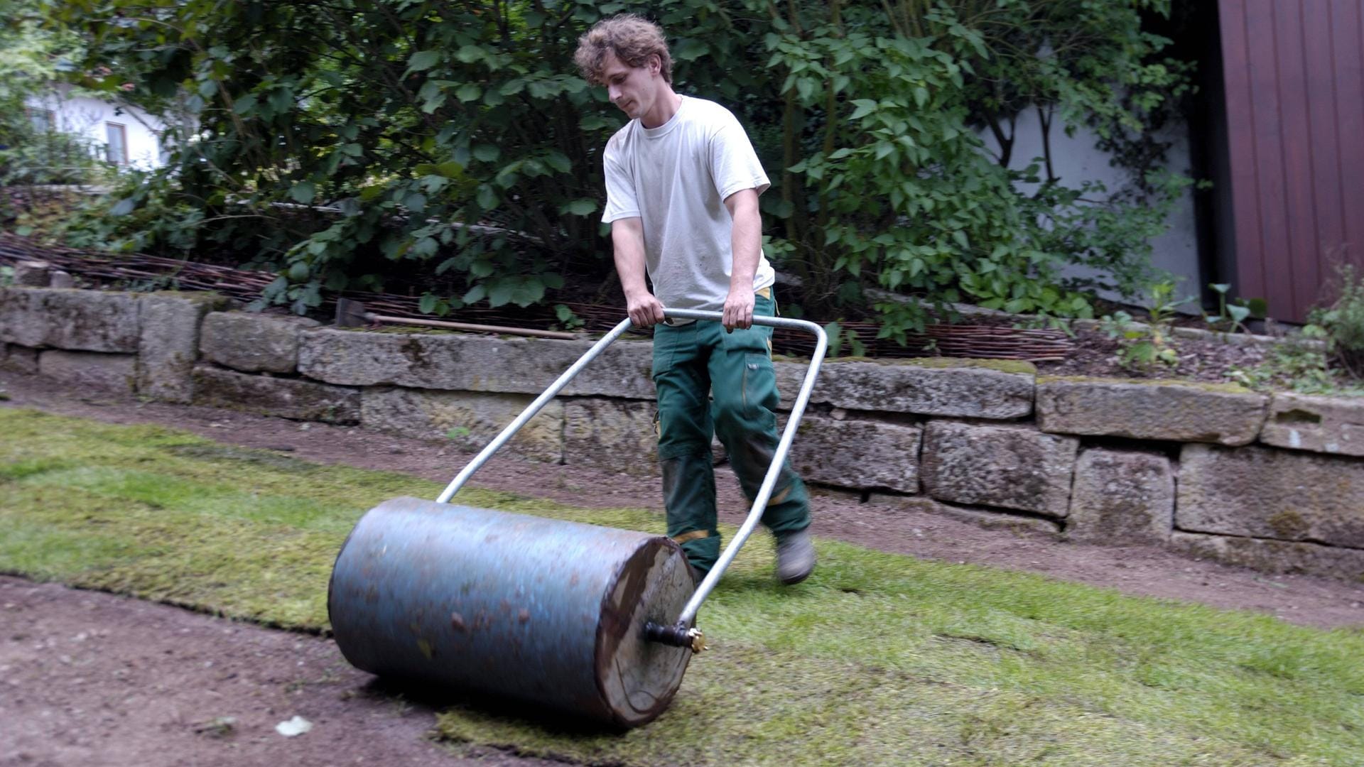 Rollrasen walzen: Mit einer professionellen Gartenwalze funktioniert das gut.