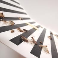 Mottenfalle: Pheromonfallen können helfen, den Mottenbefall zu ermitteln.