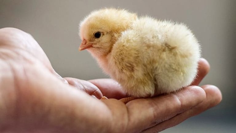 Ein Hühner-Küken sitzt auf einer Hand (Symbolbild): Eigentlich sollten die Küken auf einen Bauernhof gebracht werden. Das war wegen der Geflügelpest bisher nicht möglich.