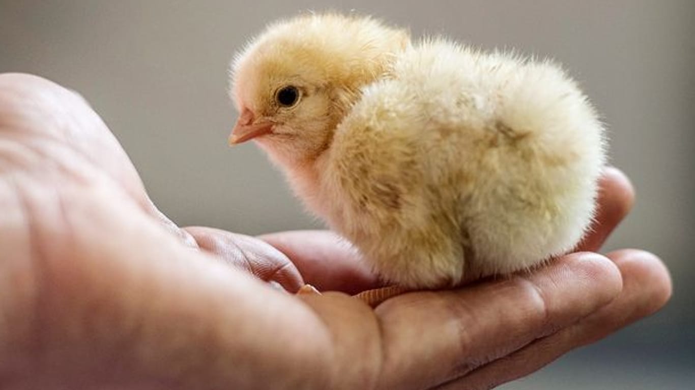 Ein Hühner-Küken sitzt auf einer Hand (Symbolbild): Eigentlich sollten die Küken auf einen Bauernhof gebracht werden. Das war wegen der Geflügelpest bisher nicht möglich.