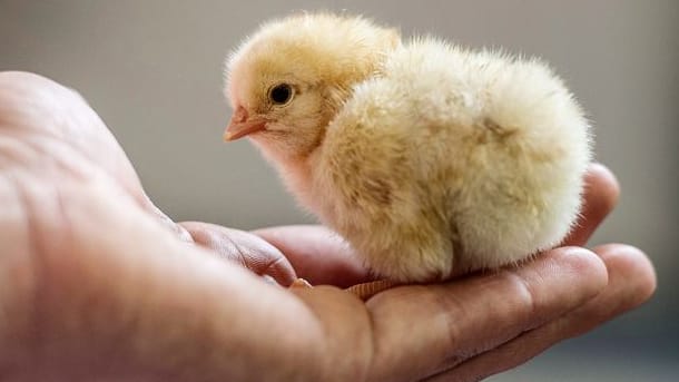 Ein Hühner-Küken sitzt auf einer Hand (Symbolbild): Eigentlich sollten die Küken auf einen Bauernhof gebracht werden. Das war wegen der Geflügelpest bisher nicht möglich.