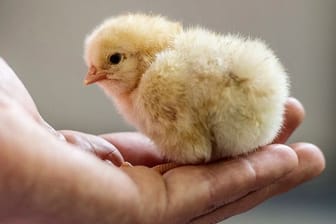 Ein Hühner-Küken sitzt auf einer Hand (Symbolbild): Eigentlich sollten die Küken auf einen Bauernhof gebracht werden. Das war wegen der Geflügelpest bisher nicht möglich.