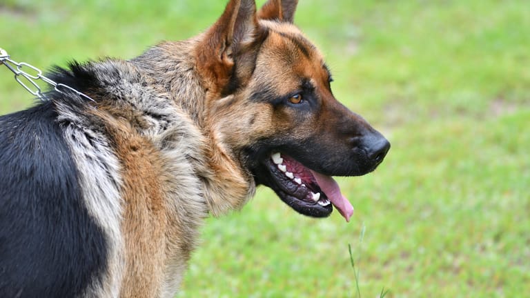 Ein Schäferhund (Symbolbild): Die Polizei ermittelt, ob der Hund bei dem Vorfall angeleint war.