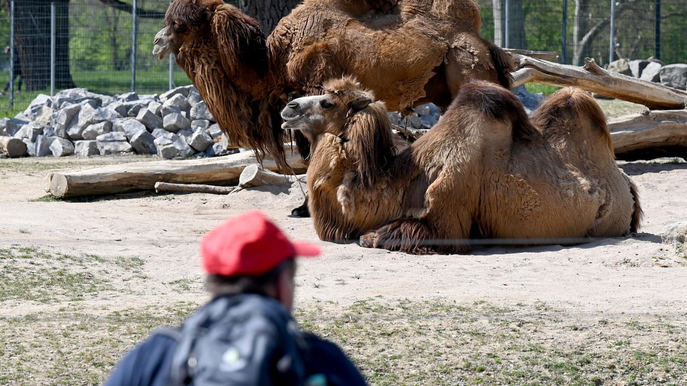Kamele liegen in einem Außengehege der Wilhelma: Für den Besuch ist ein negatives Schnelltestergebnis nötig.