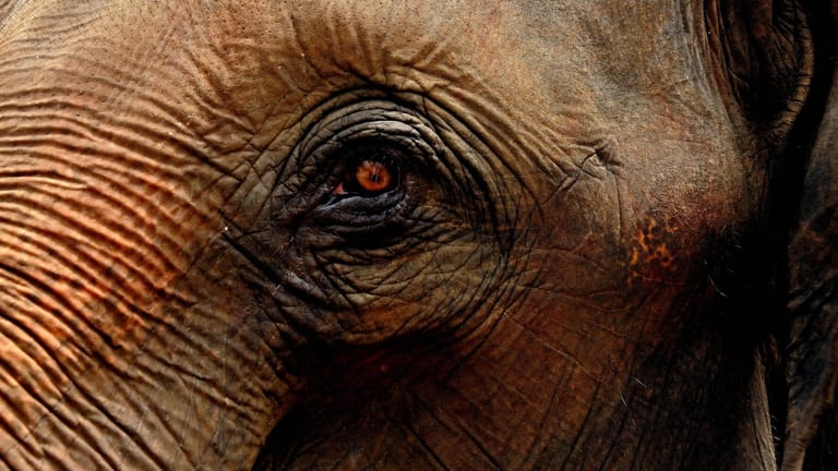 Auge eines Elefanten: Hunderte Arten sind durch Kriege bedroht (Symbolbild).