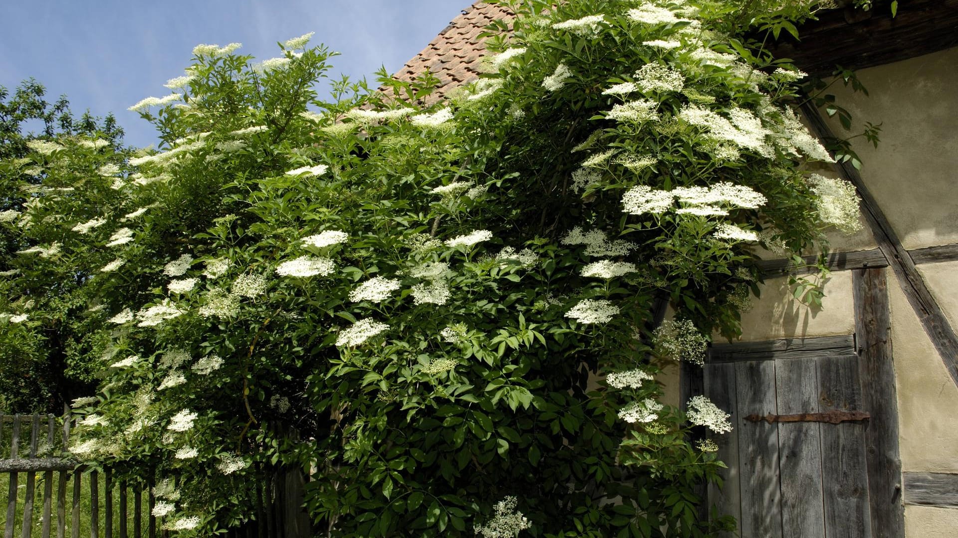 Schwarzer Holunder (Sambucus nigra): Der Strauch blüht im Frühjahr.