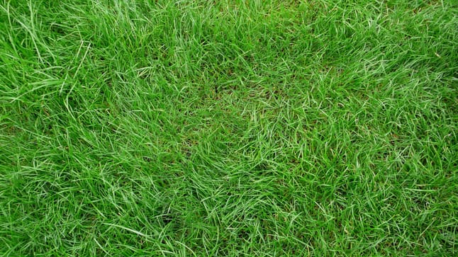 Rasen im Garten richtig walzen Deshalb ist es so wichtig