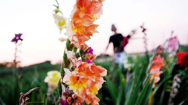 Statt Schnittblumen auf einem Feld zu pflücken, können Gartenbesitzer sie auch in einem Beet säen - dann aber nicht zu dicht setzen.