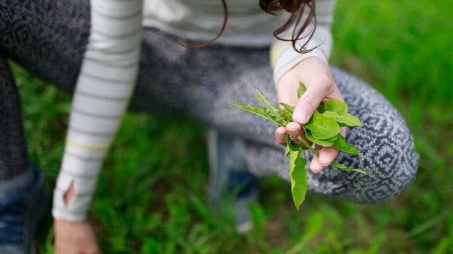 Wer Löwenzahn früh im Jahr pflückt, bekommt zarte Blätter mit weniger Bitterstoffen.