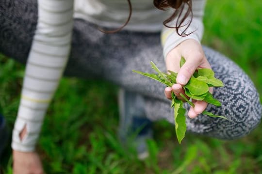 Wer Löwenzahn früh im Jahr pflückt, bekommt zarte Blätter mit weniger Bitterstoffen.