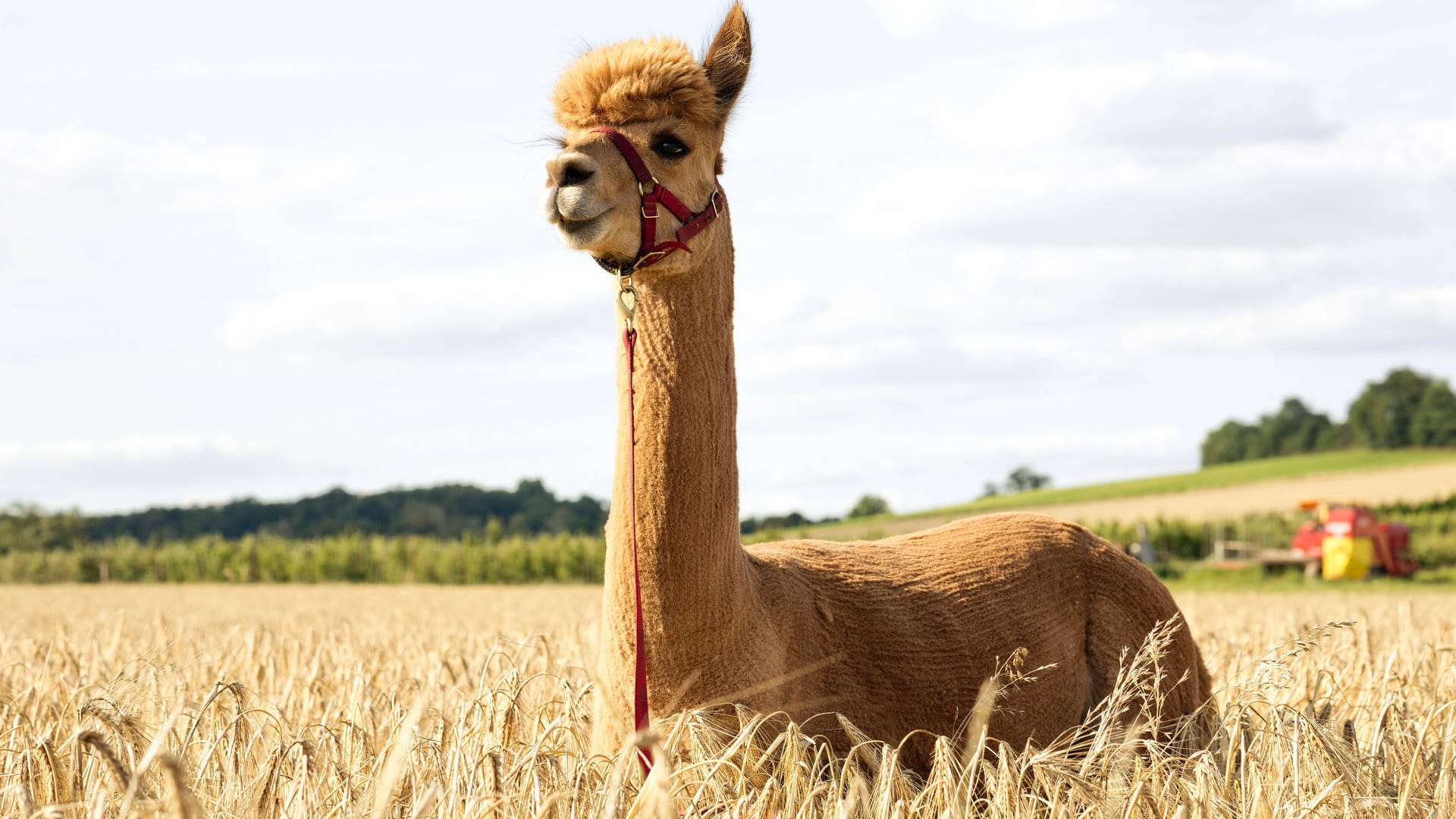 Ein Lama steht auf einem Feld (Symbolbild): Bei Karlsruhe haben ausgebüxte Lamas den Zugverkehr gestört.