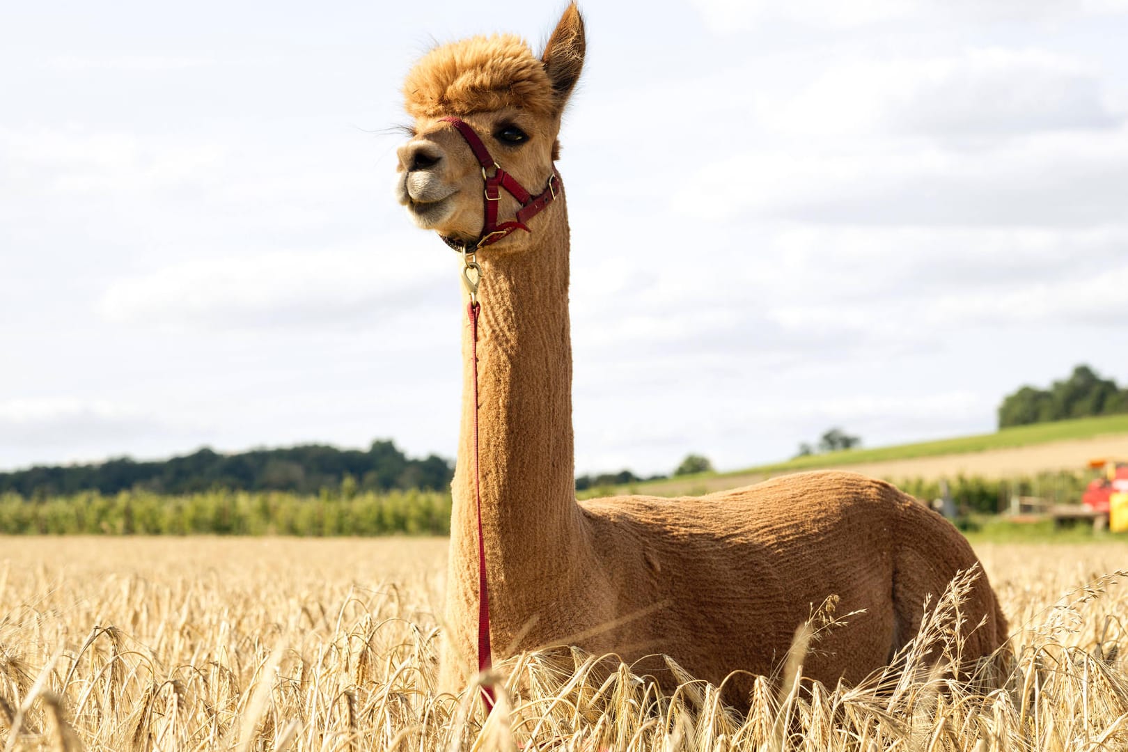 Ein Lama steht auf einem Feld (Symbolbild): Bei Karlsruhe haben ausgebüxte Lamas den Zugverkehr gestört.