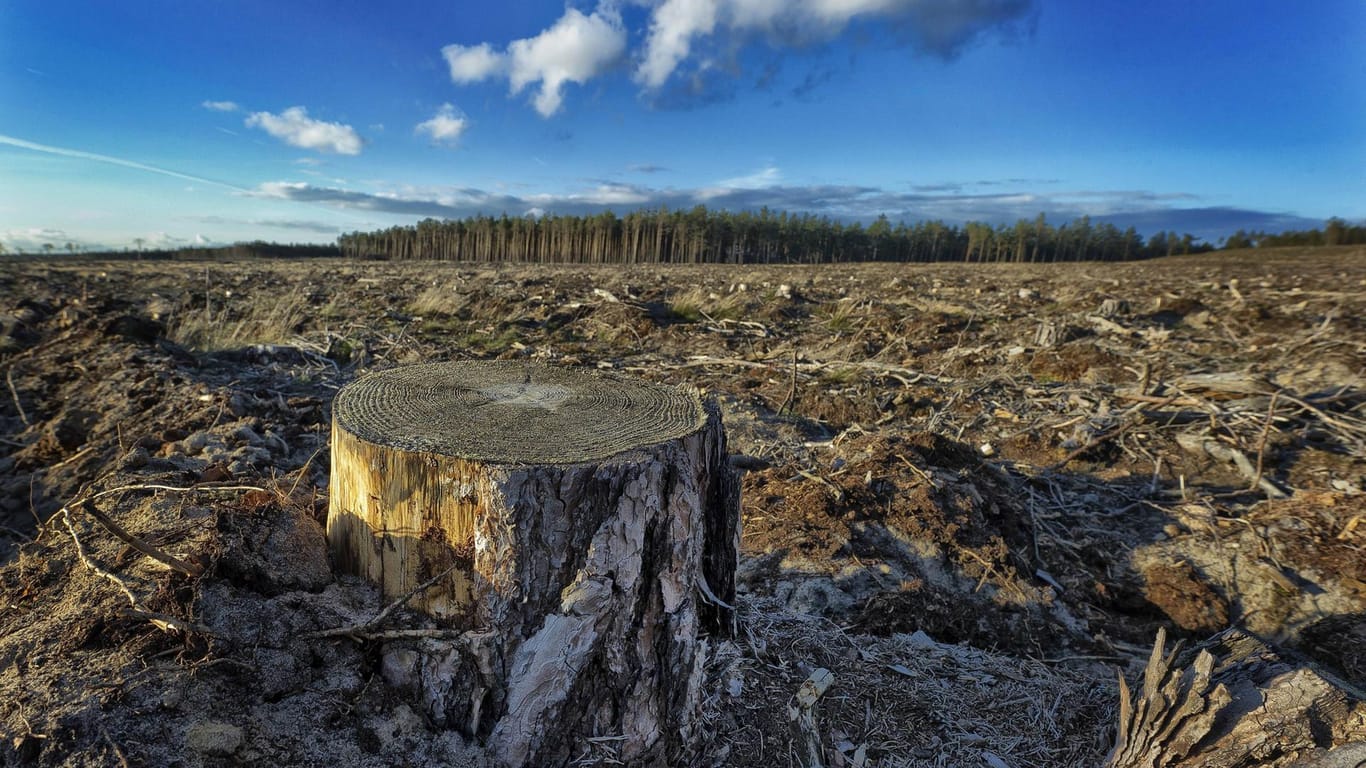 Ein Kahlschlag (Symbolbild): Nach Anstiegen des Schnittholzpreises ruft der Interessenverband der Forstwirtschaft nun zum Sägestreik auf.