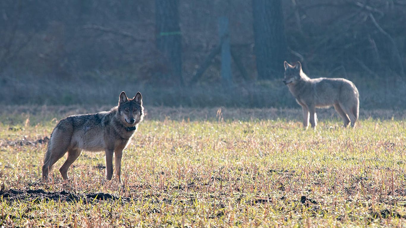 Wölfe in Niedersachsen: Obwohl sie nur selten anzutreffen sind – in Deutschland sind sie längst wieder zu Hause.