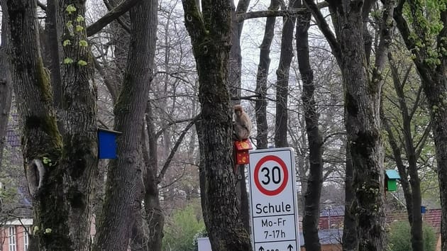 In der niedersächsischen Gemeinde Friesoythe sind Affen aus einem Tierpark ausgebüxt.