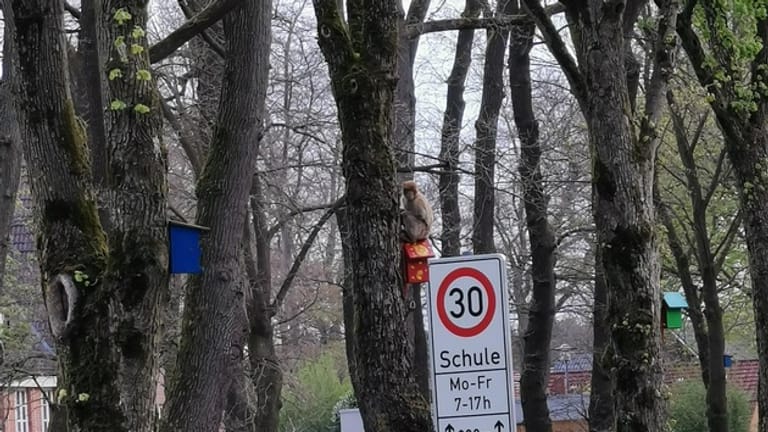 In der niedersächsischen Gemeinde Friesoythe sind Affen aus einem Tierpark ausgebüxt.