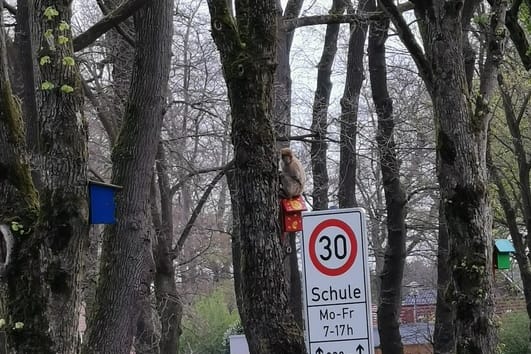 In der niedersächsischen Gemeinde Friesoythe sind Affen aus einem Tierpark ausgebüxt.