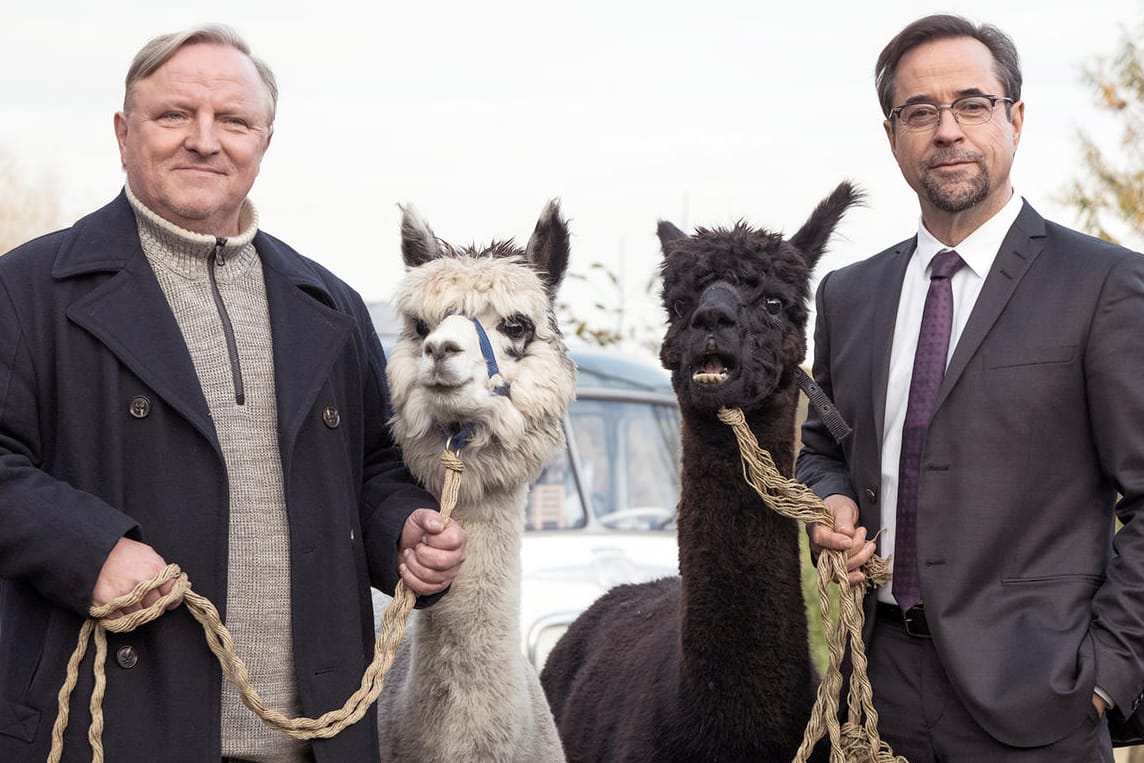 "Tatort: Rhythm and Love": Kommissar Frank Thiel (Axel Prahl) und Prof. Karl-Friedrich Boerne (Jan Josef Liefers) mit zwei Alpakas.