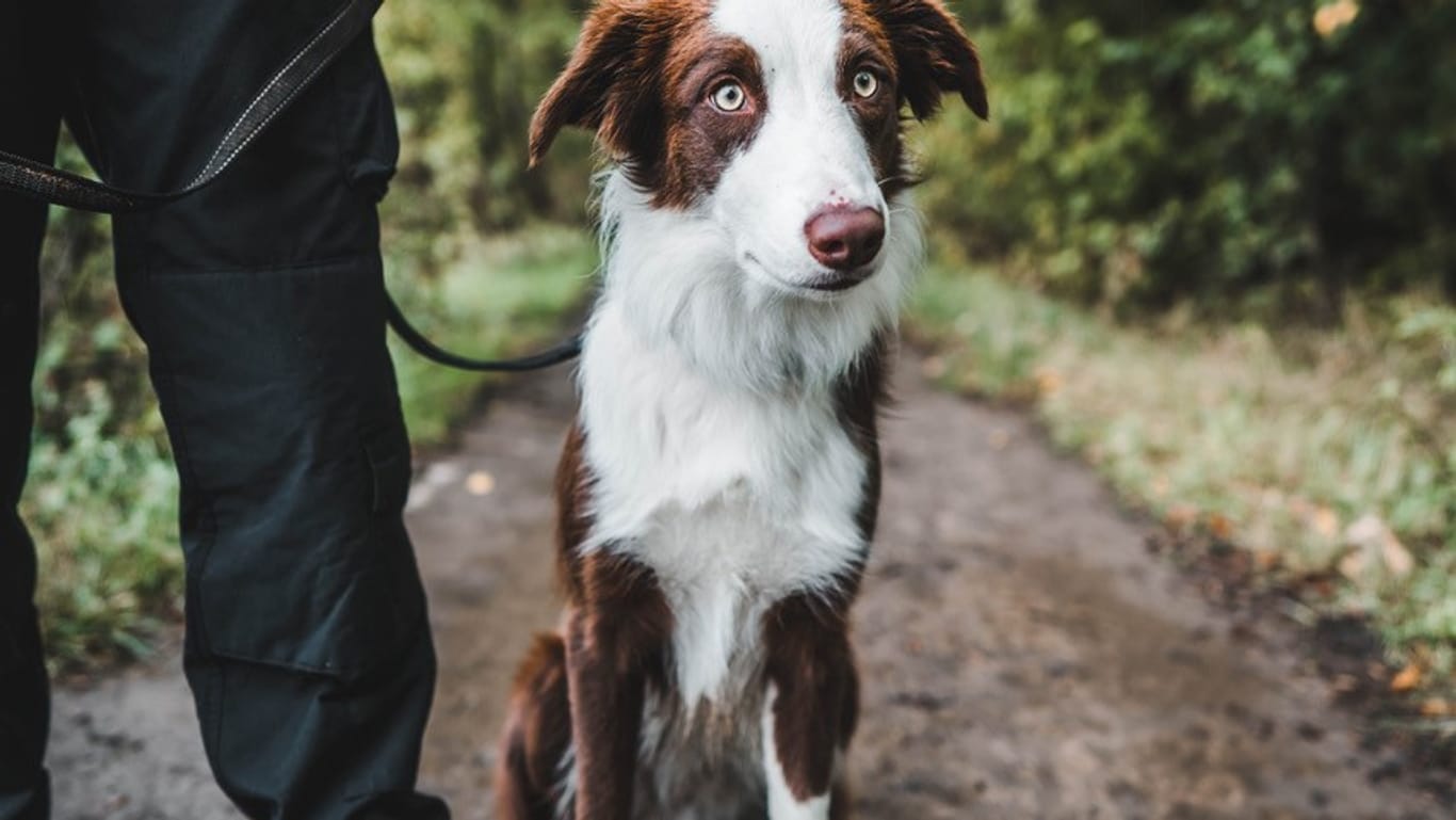 Diensthund Kevin: Der Border Collie ist der erste Spürhund in Thüringen, der auf Elektronik spezialisiert ist.