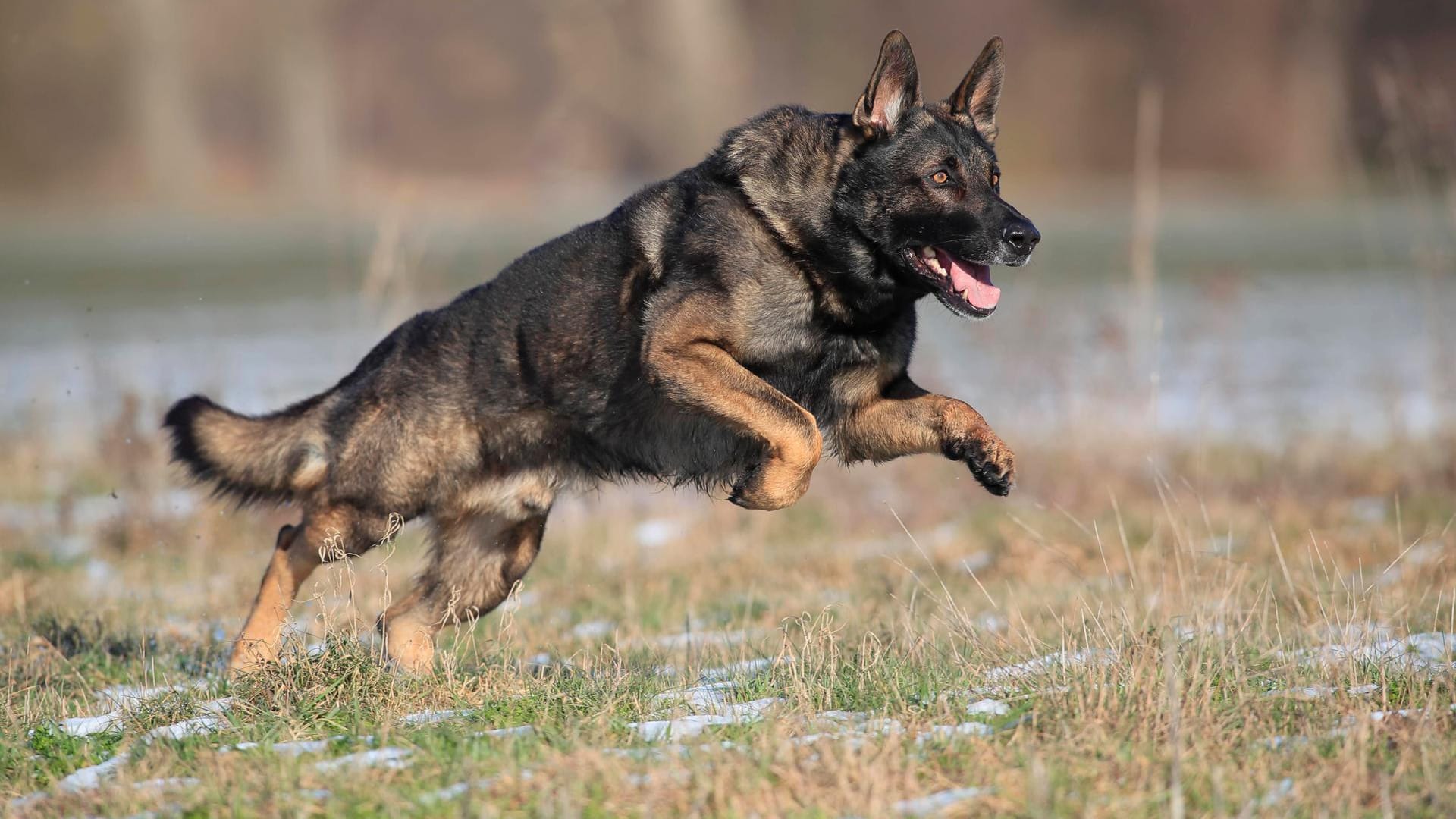 Ein deutscher Schäferhund springt über ein Feld (Symbolbild): Die Hündin "Mira" war verwirrt. Ein deutscher Schäferhund springt über ein Feld (Symbolbild): Die Hündin "Mira" war verwirrt.