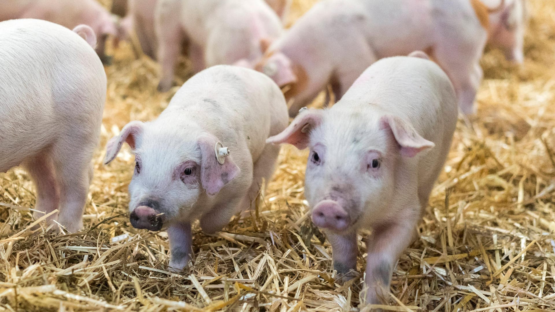 Ferkel im Stall (Symbolbild): Für die Nutztierhaltung sind Milliardeninvestitionen nötig.